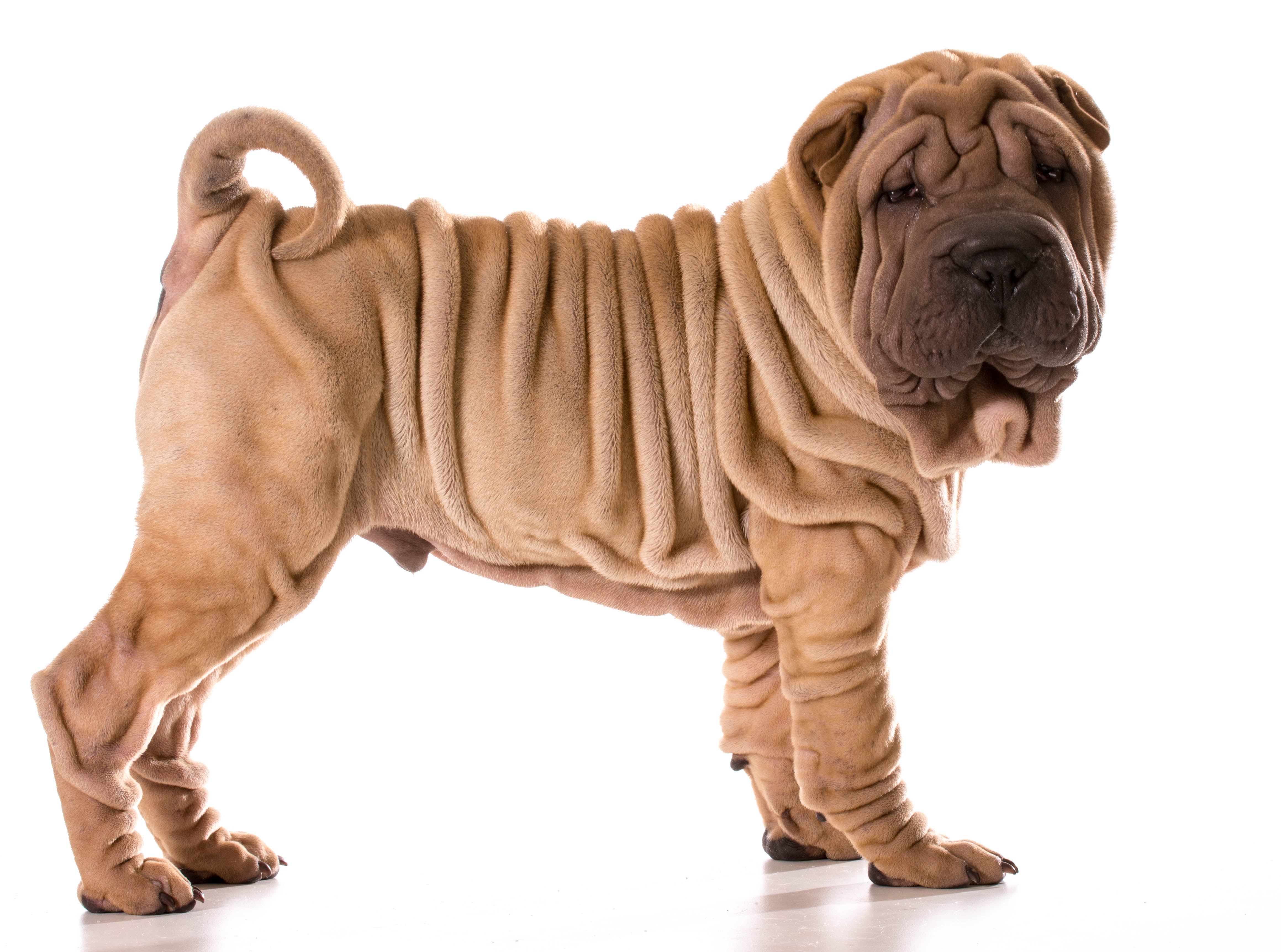 Shar pei dog for sale discount